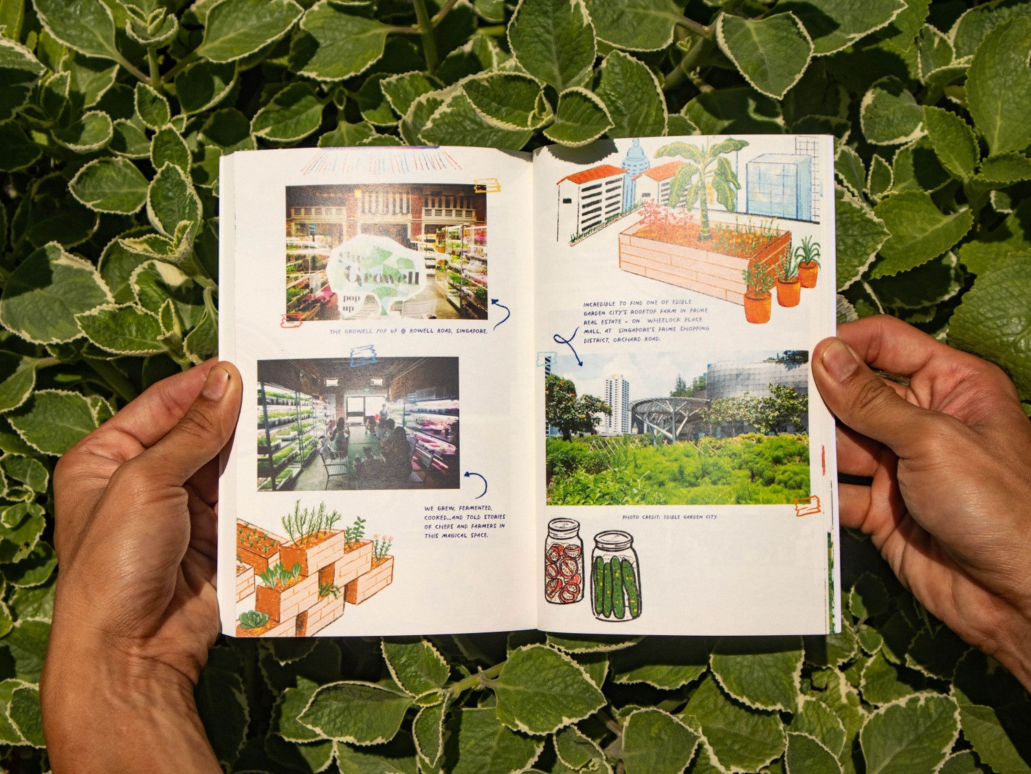 Pass It On Singapore, The Freestyle Farmer by Christopher Leow, Urban Farming Singapore, Farm to Table Singapore